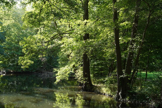 Flusslauf der Panke im Schlosspark Buch im Fr&uuml;hherbst in Berlin bei Sonnenschein