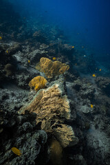 Group of colorful golden and cream sea fan gorgonians on tropical coral reef. © PIPE DIVE UNDERWATER