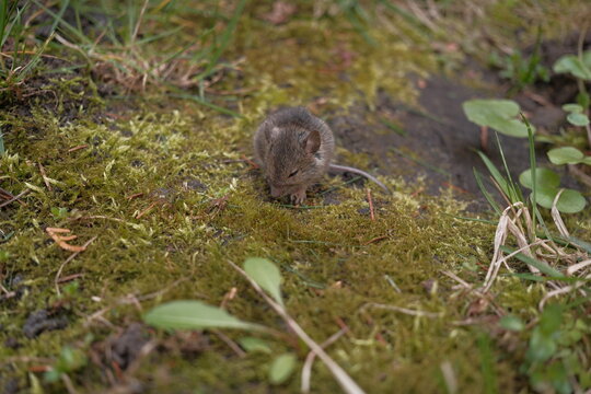 Little Field Mouse Sitting on Green Moss in the Forest Outdoor