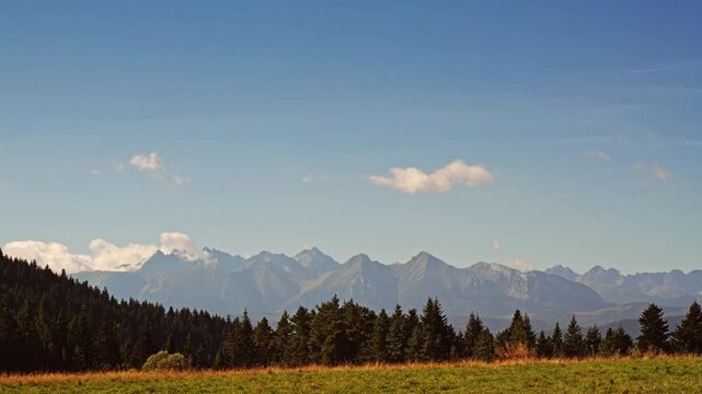 Beautiful scenic view of the Tatra Mountains in Poland, with dramatic alpine mountain peaks behind a dark green pine forest under a clear blue sky