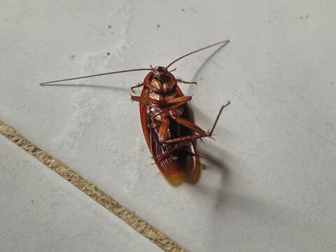 A large cockroach from the order Blattodea lying on its back on a floor, possibly an American cockroach, Periplaneta americana, showing its body, legs, and distinctive insect anatomy.