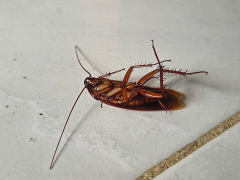 A large cockroach from the order Blattodea lying on its back on a floor, possibly an American cockroach, Periplaneta americana, showing its body, legs, and distinctive insect anatomy.