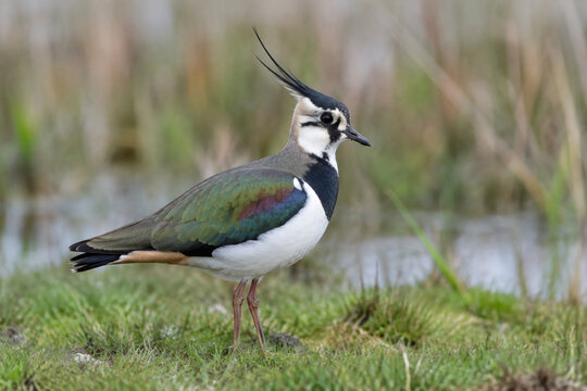 Northern lapwing standing in wet meadow, wildlife and grassland habitat concept