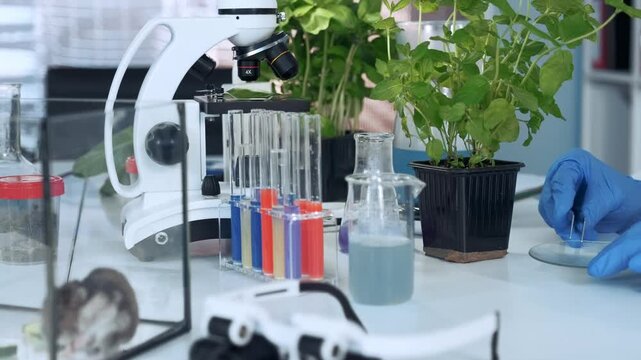 Scientist wearing protective gloves uses surgical pincers to place a green leaf fragment on a petri dish in a clean indoor laboratory setting with microscope and test tubes.
