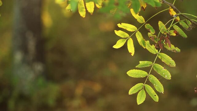 4K slow motion 60 fps footage of green mountain ash tree leaves on a branch swaying gently in a beautiful forest during a warm golden hour sunset.