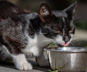 A domestic cat (Felis catus) during a meal. © Adam