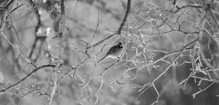 Cardinal bird on bare branches of winter oak trees in Texas nature