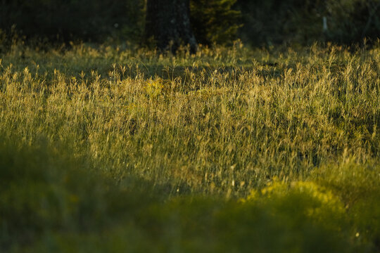 Windmill grass in an Erath County pasture at sunset