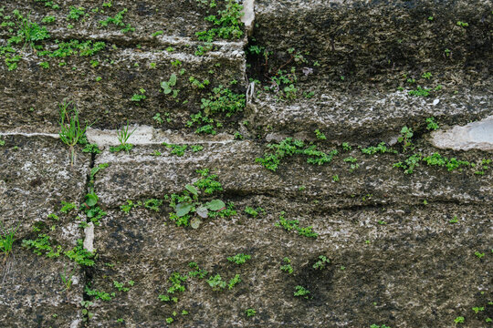 Small green plants and moss grow from the cracks of an old stone wall. Weathered masonry and natural vegetation create a rugged organic texture.