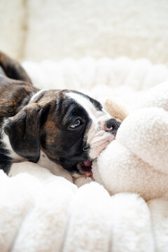 cute boxer puppy playing with autumn toys, beyrtural setting and neutral colours. 