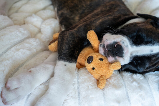 cute boxer puppy sleeping with a plush toy