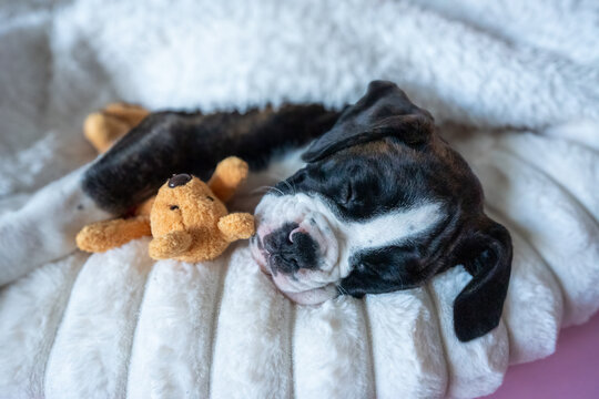 cute boxer puppy sleeping with a plush toy