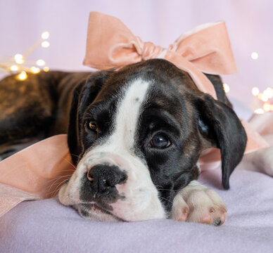boxer puppy with a pink bow among glistening lights.