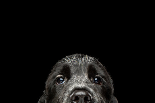 Playful English Cocker Spaniel puppy peeks curiously over the bottom edge of frame, mischievous eyes and floppy ears visible, isolated on black background
