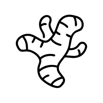 Ginger root sketch outline icon fresh spicy kitchen herb.