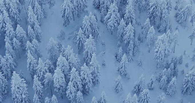 Aerial drone smooth flight of a snow covered spruce forest with snowfall. The treetops form a peaceful white pattern under soft morning light, captured in high-resolution cinematic detail.