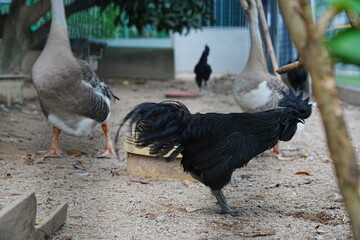 Poultry Scene Black Chicken and Gray Geese in Enclosure © Jimmy
