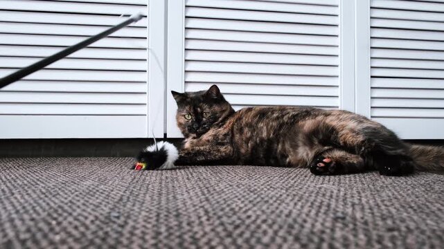Teasing the cat. A serious adult tortoiseshell color fur cat lying on the carpet watching a toy mouse. Playing with a pet. Boring game. Domestic feline, indoor animal life. High quality 4k footage.