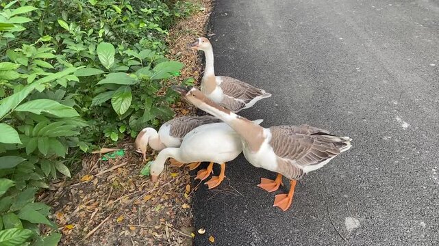 Flock of Domestic Geese Foraging Along Asphalt Roadside Vegetation