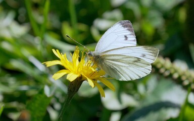 White butterfly nectars on bright yellow dandelion © molakaliva
