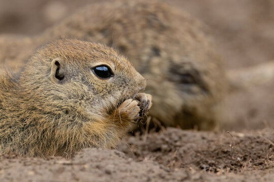 Ground squirrel colony (Syslovisko Biele vody), National park Muranska Planina, Slovakia