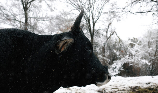 Texas winter snow on a farm with a closeup of a black cow in a pasture during cold weather