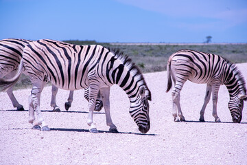 Fototapeta premium A herd of zebras roams the open plains of Etosha National Park, their striking black-and-white patterns standing out against Namibia's sunlit savanna and vast salt-pan landscape.