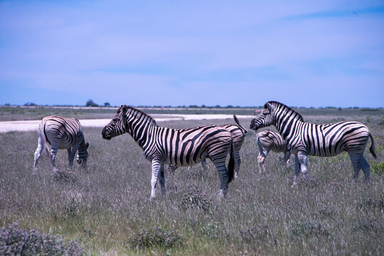 A herd of zebras roams the open plains of Etosha National Park, their striking black-and-white patterns standing out against Namibia's sunlit savanna and vast salt-pan landscape.