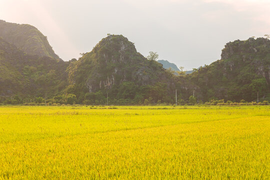 Rice fields at sunset. Picturesque karst landscape. Ninh Binh Province, Vietnam.