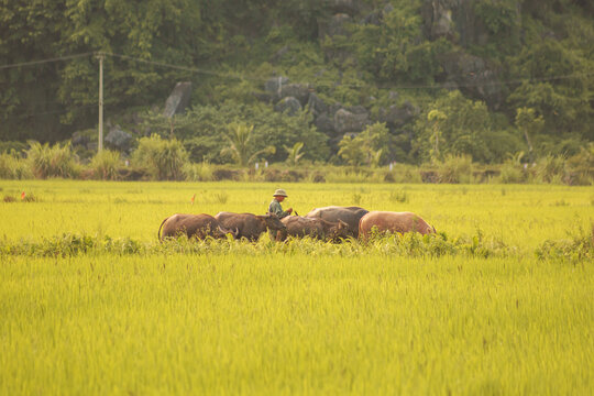 A herd of buffaloes walks through a rice field. Picturesque karst landscape at sunset. Ninh Binh Province, Vietnam.