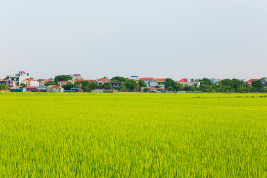 Rice fields at sunset. Picturesque karst landscape. Ninh Binh Province, Vietnam.