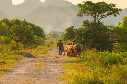 A herd of buffaloes walks along a rural road. Picturesque karst landscape at sunset. Ninh Binh Province, Vietnam.