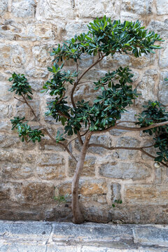 Pruned ornamental shrub trimmed into near-perfect circular topiary, growing against weathered stone wall with pebble gravel on ground