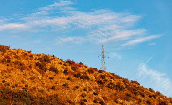 Solitary shrub on sunlit dry hillside with golden vegetation under clear blue sky and wispy clouds