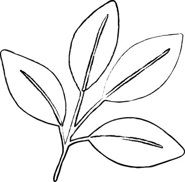 A minimalist black outline illustration of a botanical branch with four simple leaves and delicate central vein