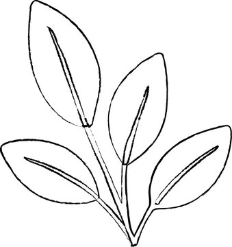 A minimalist black outline illustration of a botanical branch with four elongated leaves and simple central vein details.