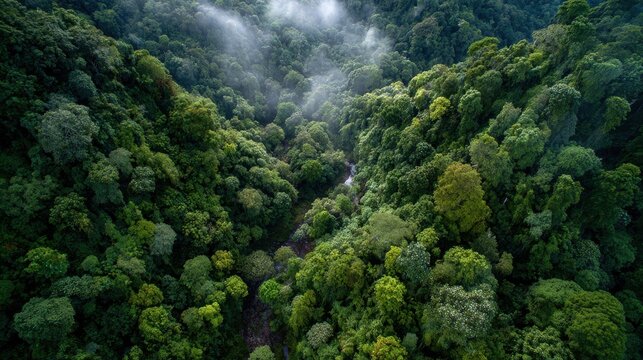 Lush green rainforest canopy with mist rolling over during morning light aerial view concept