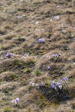 Pasque flower, National park Podyji, Southern Moravia, Czech Republic