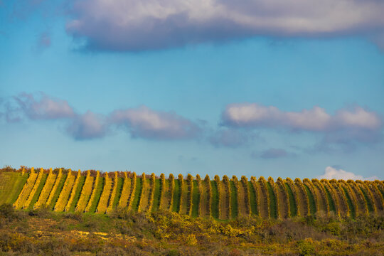 Autumn vineyard Kravi hora, Znojmo region, Southern Bohemia, Czech Republic