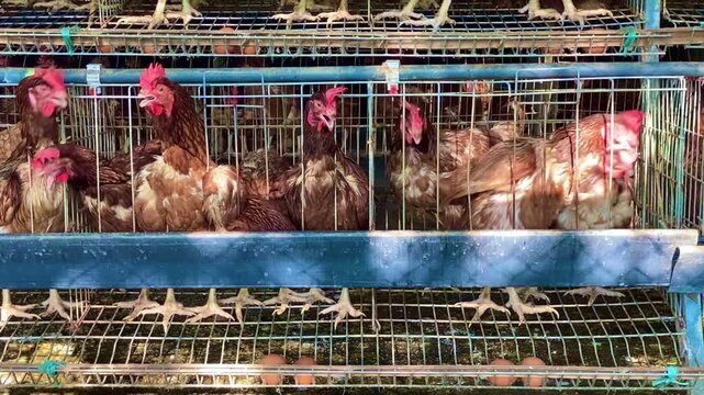 Laying Hens inside Battery Cages at Commercial Poultry Farm
