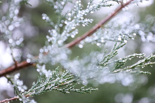 Dew-Covered Evergreen Pine Tree Branches with Water Droplets in the Morning