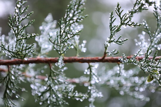 Dew-Covered Evergreen Pine Tree Branches with Water Droplets in the Morning