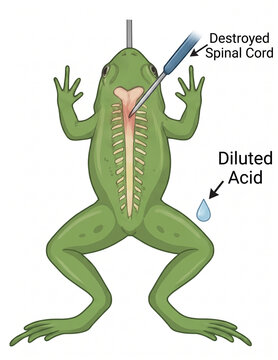 Educational diagram showing the experimental demonstration of the spinal reflex arc components in frogs