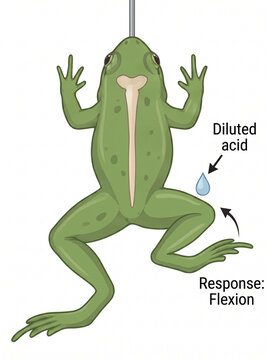 Educational diagram showing the experimental demonstration of the spinal reflex arc components in frogs