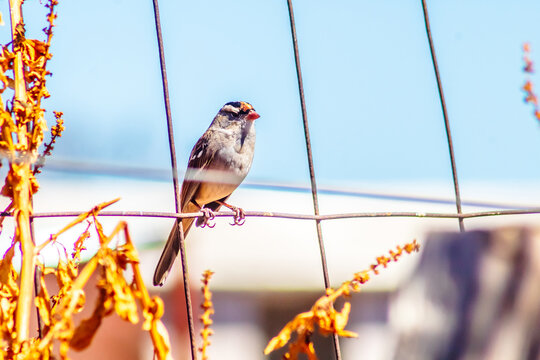Lincoln's sparrow (Melospiza lincolnii) on a rock in Laguna Grande, Monte Escobedo, Zacatecas