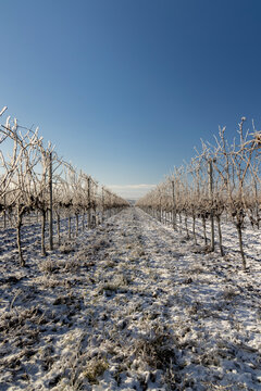 Winter vineyard near Mikulov, Palava region, Southern Moravia, Czech Republic