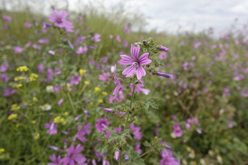 Malva sylvestris © Juan