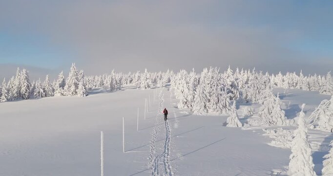 Young Man Walking on Ski in Beautiful Winter Spruce Forest. Ski Touring. Aerial Footage of Winter Activity.European Nature.