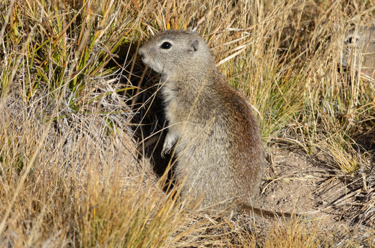 Belding's Ground Squirrel in Tuolumne Meadows Yosemite