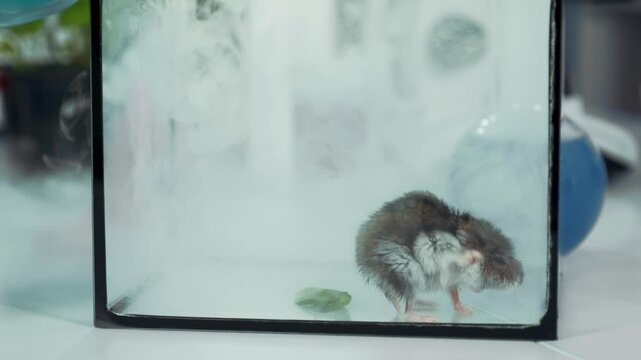 A small brown and gray lab mouse moves through smoke inside a clear glass container placed on a white surface in a laboratory setting during daytime.